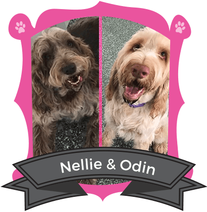 November Campers of the Month are Nellie & Odin