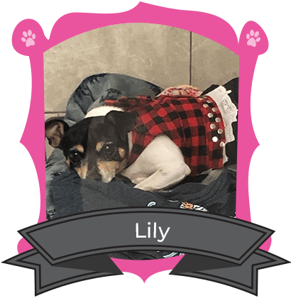 Small Dog January Camper of the Month is Lily